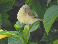 Sporophila torqueola