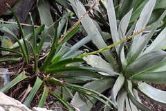 Werauhia werckleana