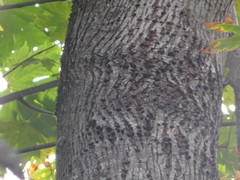 Sphyrapicus ruber