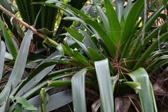 Werauhia werckleana
