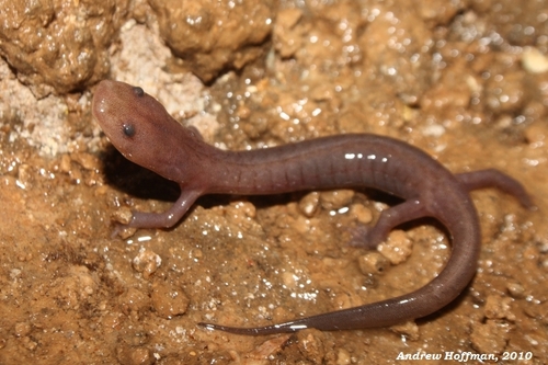 Western Grotto Salamander