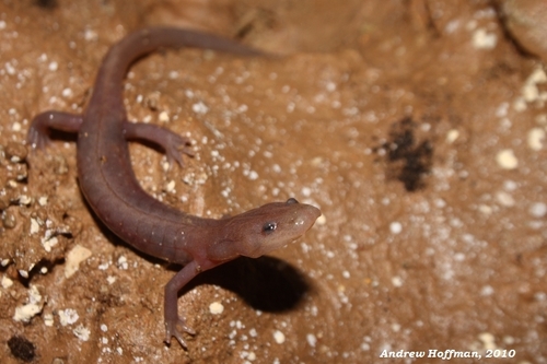 Western Grotto Salamander