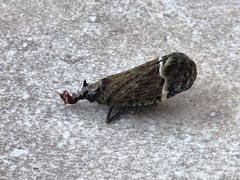 Phrictus tripartitus