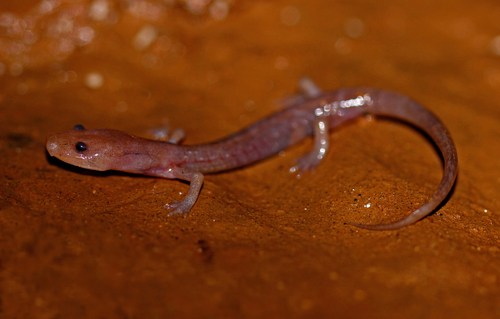 Western Grotto Salamander