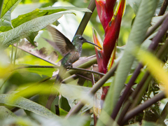 Sternoclyta cyanopectus