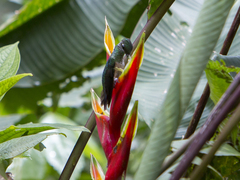 Sternoclyta cyanopectus