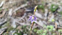 Thelymitra pallidifructus