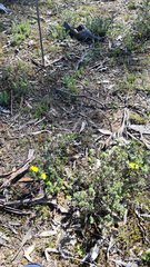 Thelymitra pallidifructus