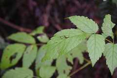Idaeobatus