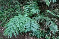 Cyathea costaricensis