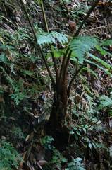 Cyathea costaricensis