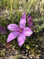Elythranthera emarginata