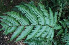 Cyathea costaricensis