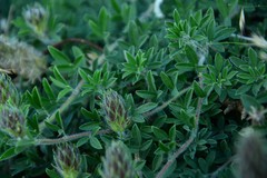 Dalea prostrata