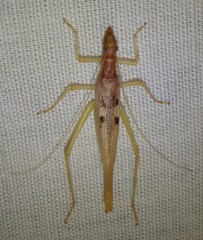 Neoxabea bipunctata