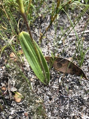 Elythranthera emarginata