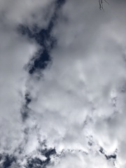 Elythranthera emarginata