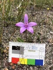 Elythranthera emarginata