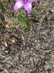 Elythranthera emarginata