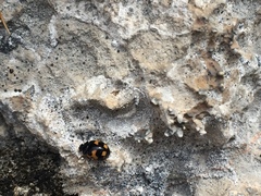 Ceratomegilla alpina