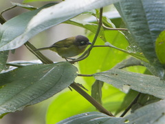 Chlorospingus flavopectus