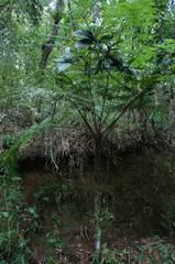 Cyathea costaricensis