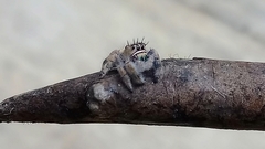 Phidippus bidentatus