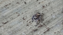 Phidippus bidentatus