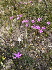 Elythranthera emarginata