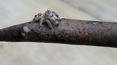 Phidippus bidentatus