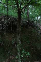 Cyathea costaricensis