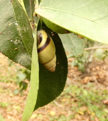 Drymaeus rufolineatus