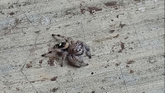 Phidippus bidentatus