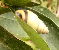 Drymaeus rufolineatus