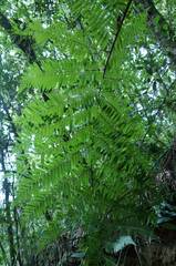 Cyathea costaricensis