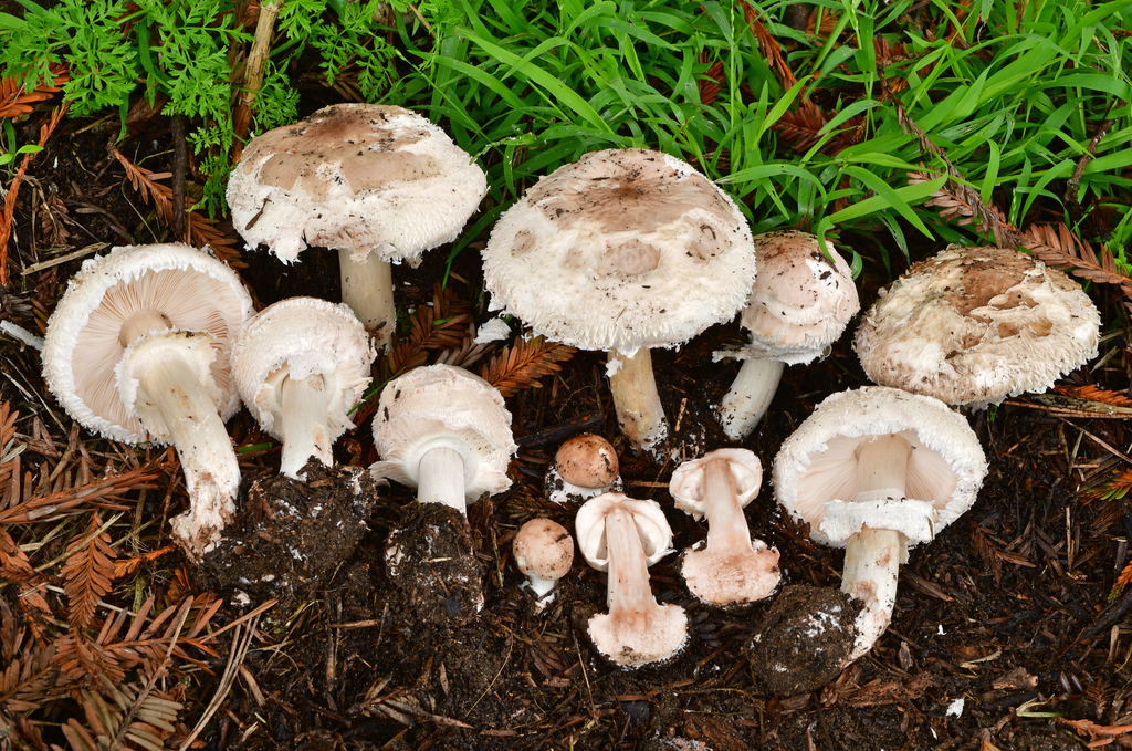 Shaggy Parasol