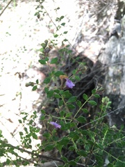 Prostanthera violacea
