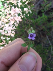 Prostanthera violacea