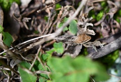 Anolis anisolepis