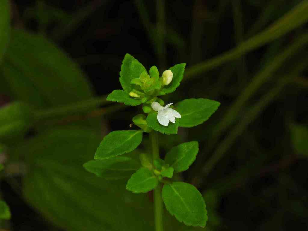 Matourea scutellarioides