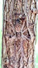 Philodromus dispar