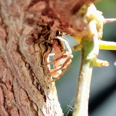 Philodromus dispar