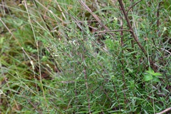 Brickellia scoparia
