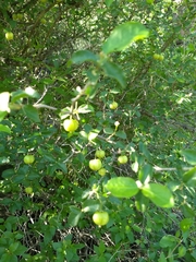 Malpighia diversifolia