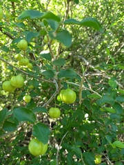 Malpighia diversifolia