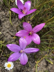 Elythranthera × intermedia