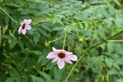Dahlia imperialis