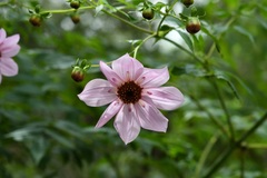 Dahlia imperialis