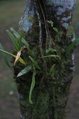 Pleopeltis crassinervata