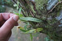 Pleopeltis crassinervata